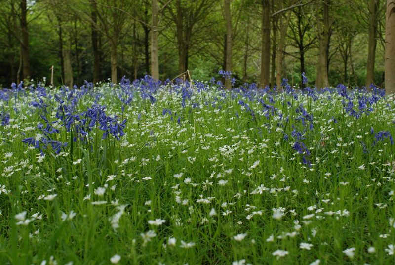 Bluebell woods