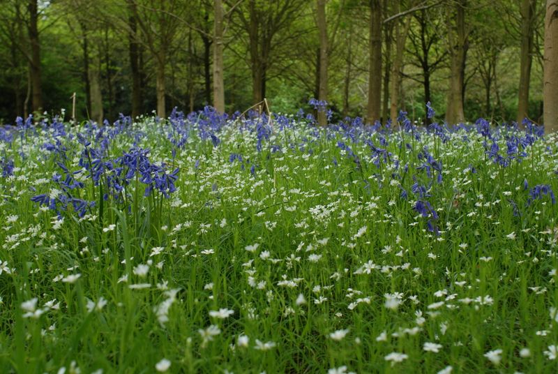 Bluebell woods